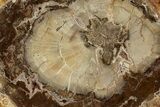 Polished Petrified Wood (Araucaria) Round - Madagascar #355326-1